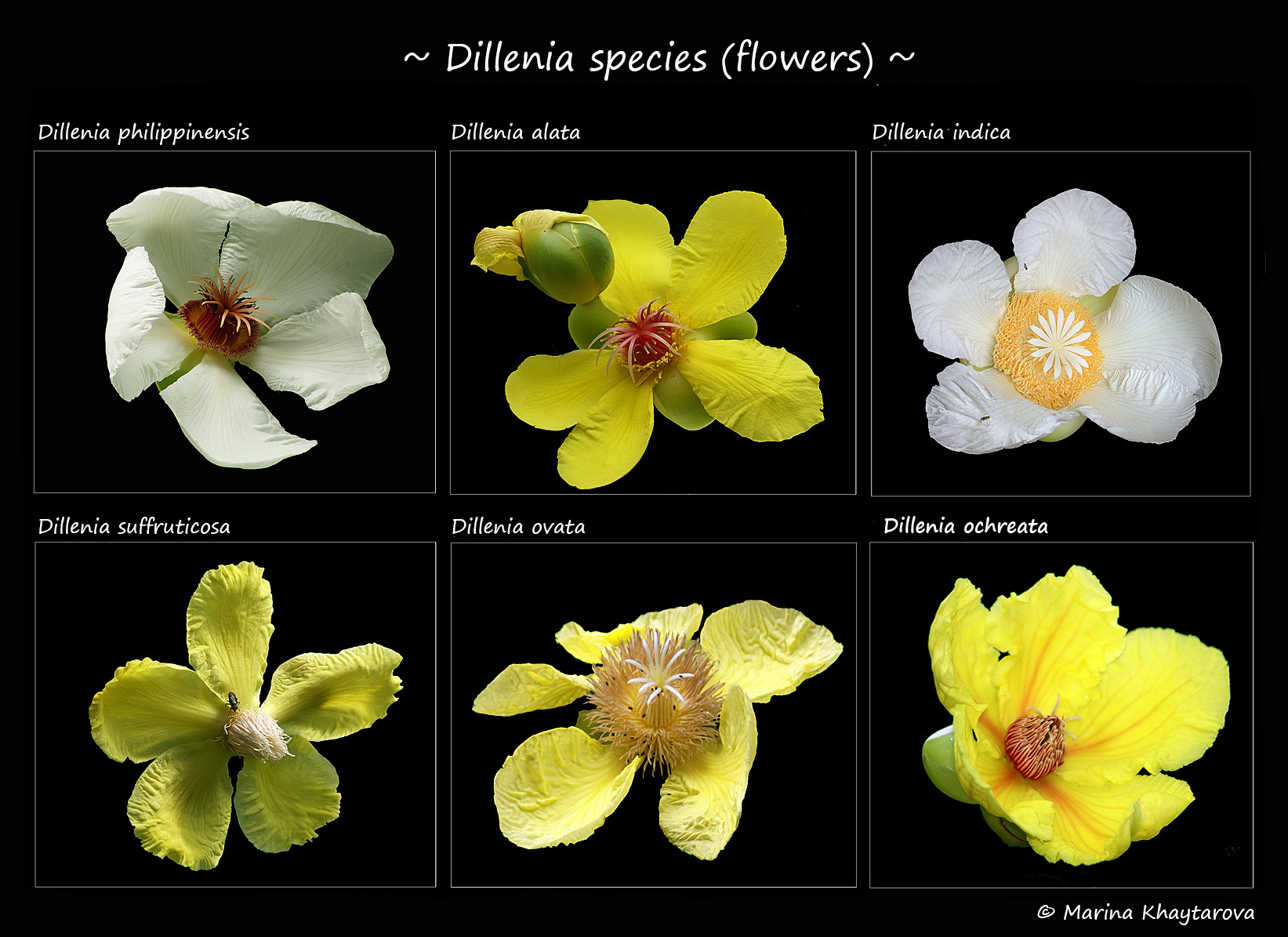 Dillenia species (flowers)
