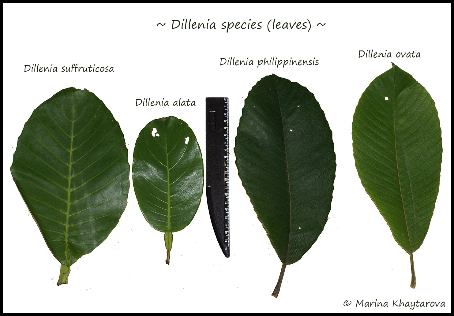 Dillenia species (leaves)