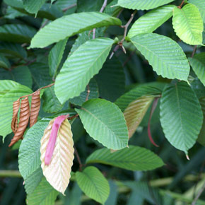 Dipterocarpus tempehes