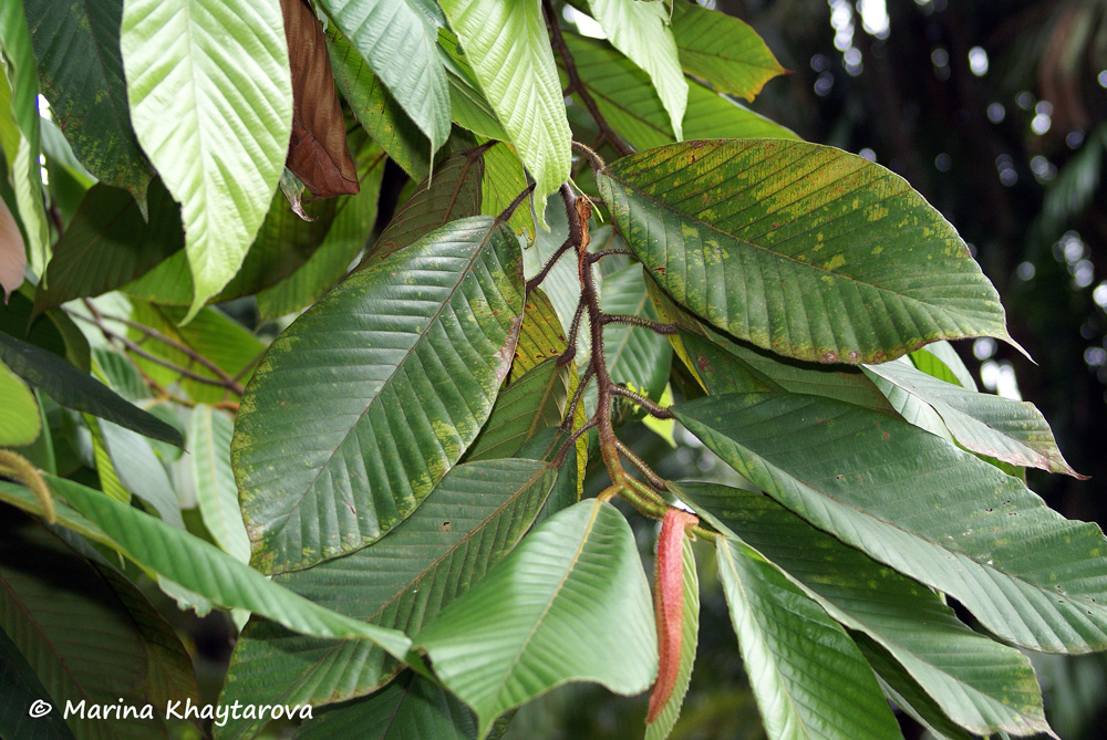 Dipterocarpus baudii
