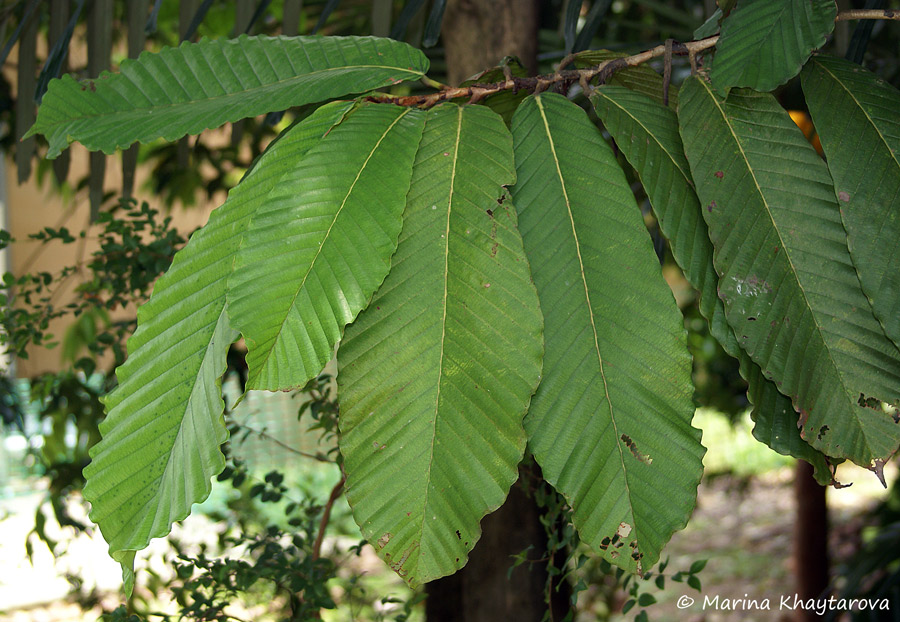 Dipterocarpus cornutus