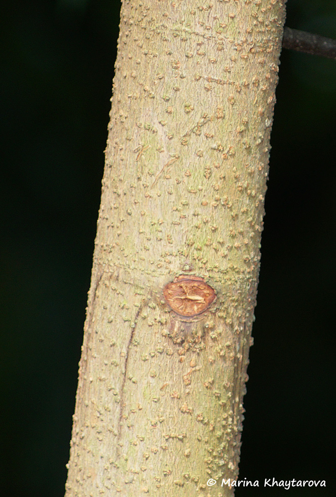 Dipterocarpus grandiflorus