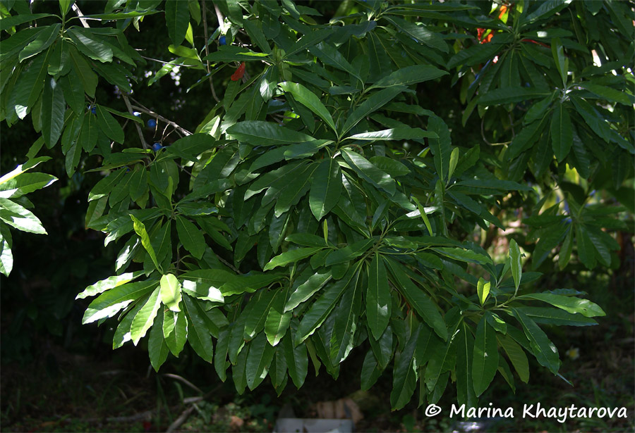 Elaeocarpus angustifolius