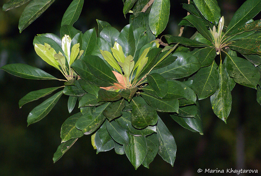 Elaeocarpus bancroftii