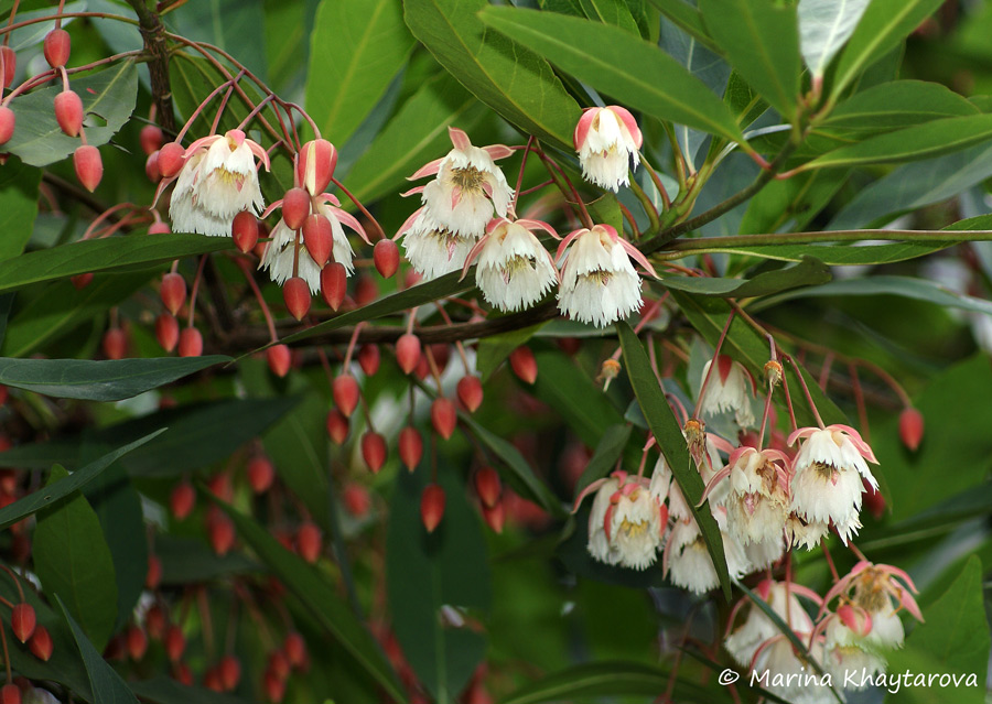 Elaeocarpus grandiflorus