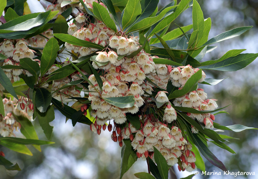 Elaeocarpus grandiflorus
