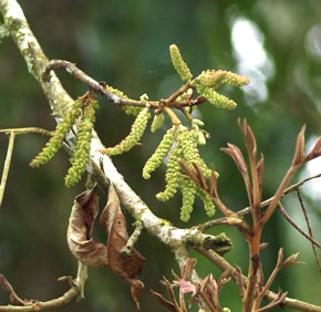 Engelhardtia spicata