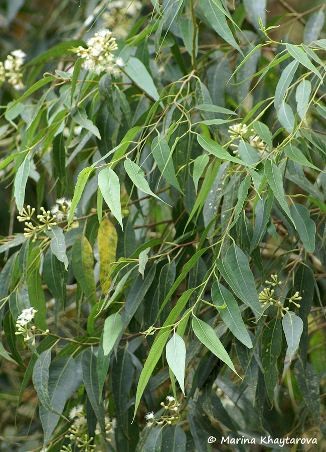 Eucalyptus microcorys