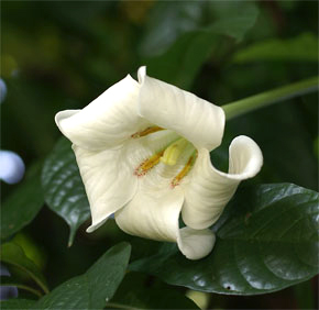 Randia macrantha