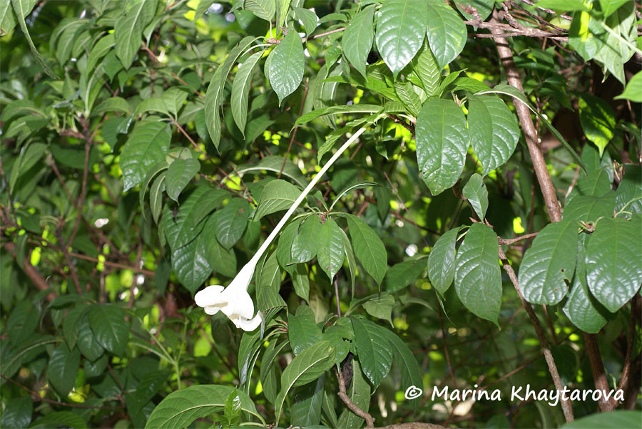 Euclinia longiflora