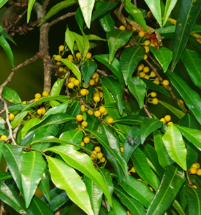 Ficus celebensis