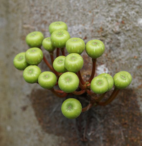 Ficus variegata