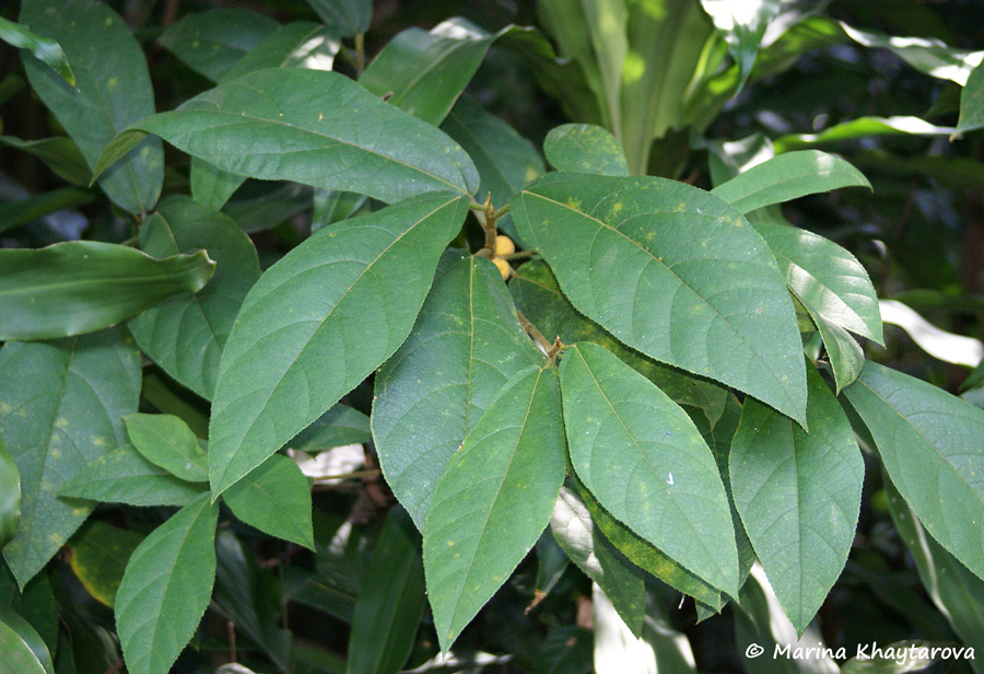 Ficus aurata