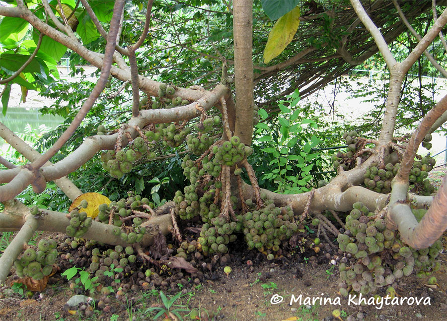 Ficus auriculata