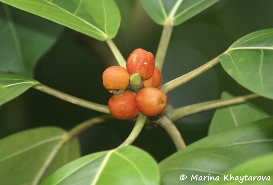 Ficus benghalensis variegata