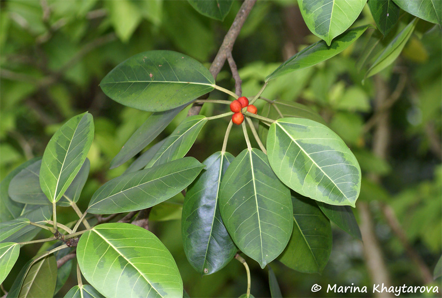Ficus benghalensis variegata