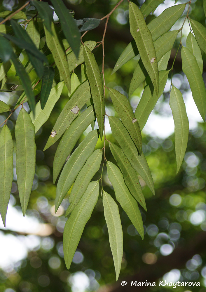 Ficus celebensis