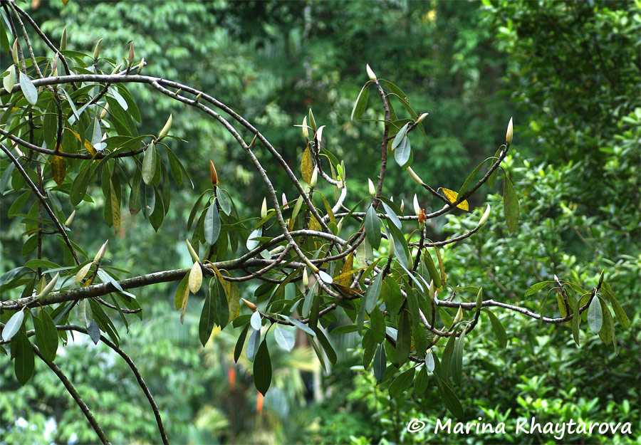 Ficus crassiramea