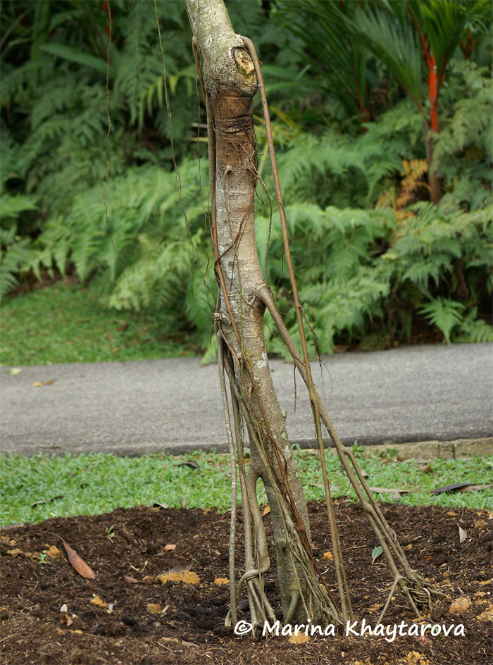 Ficus crassiramea