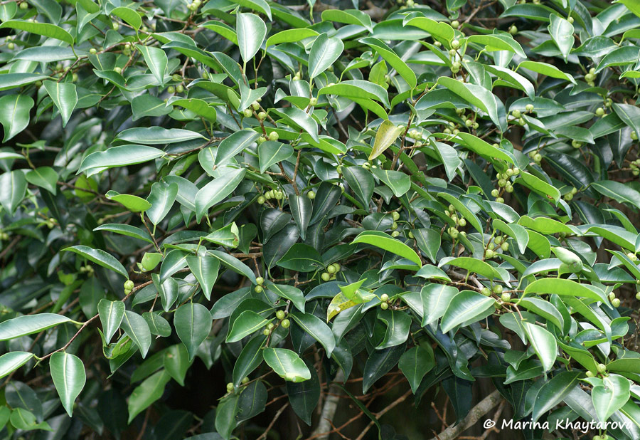 Ficus kurzii