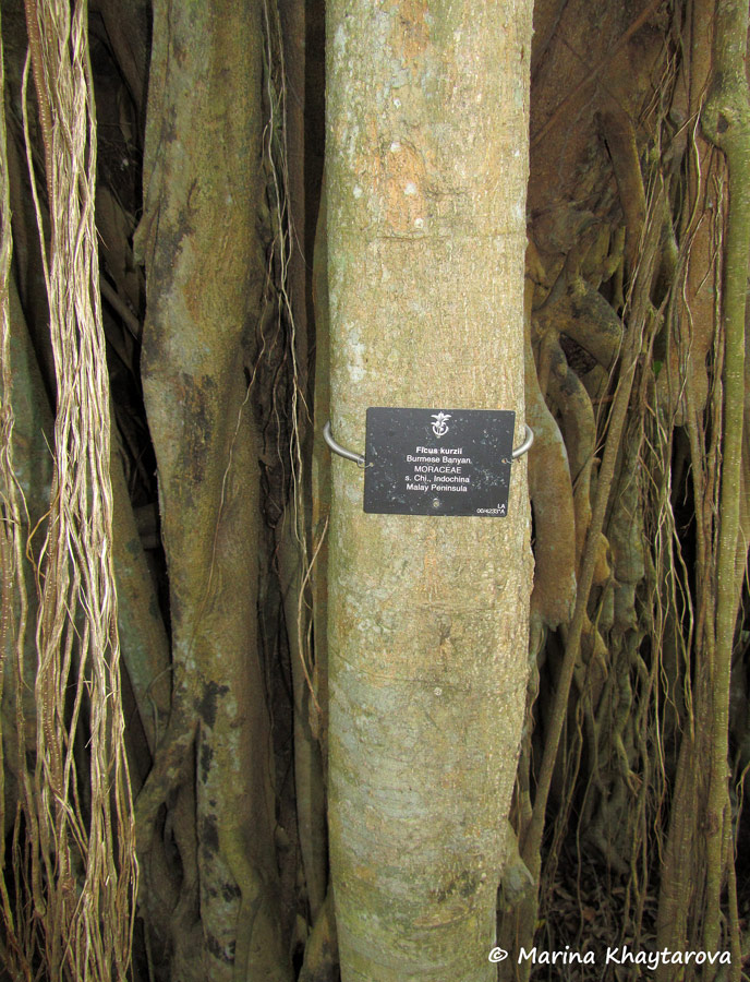 Ficus kurzii