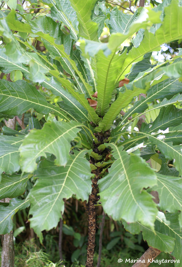 Ficus pseudopalma