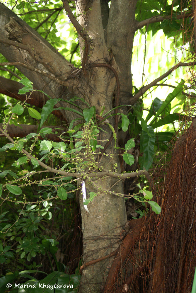 Ficus virens
