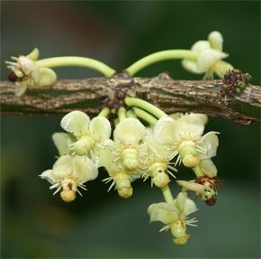 Garcinia macrophylla