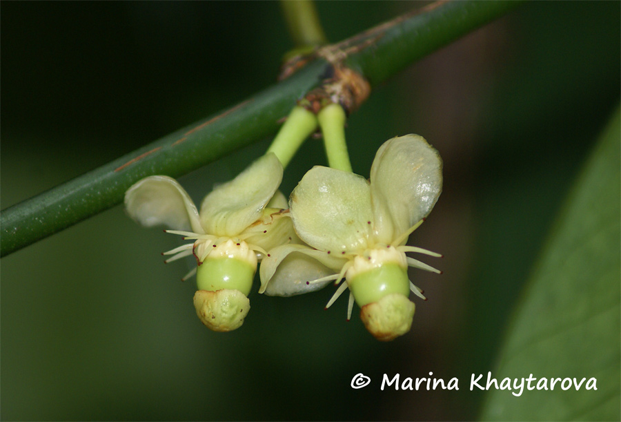 Garcinia megaphylla