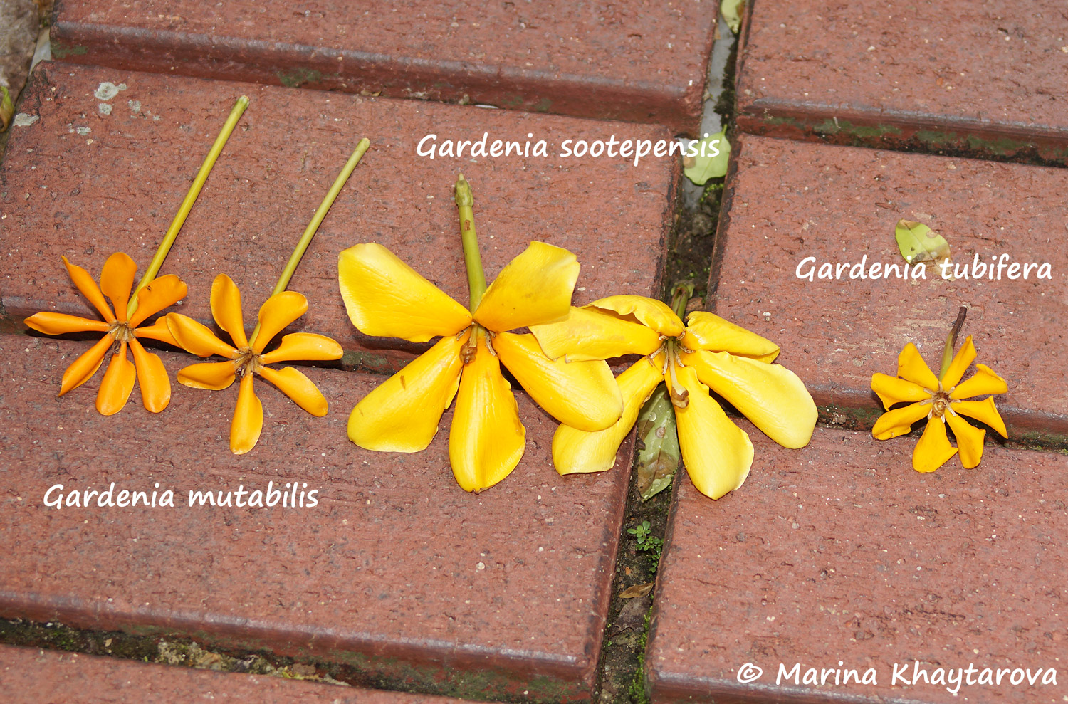 Gardenia sootepensis