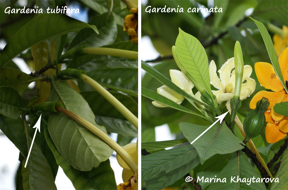 Gardenia carinata vs Gardenia tubifera