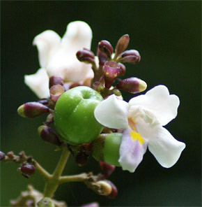 Gmelina macrophylla