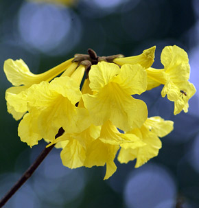 Handroanthus chrysanthus
