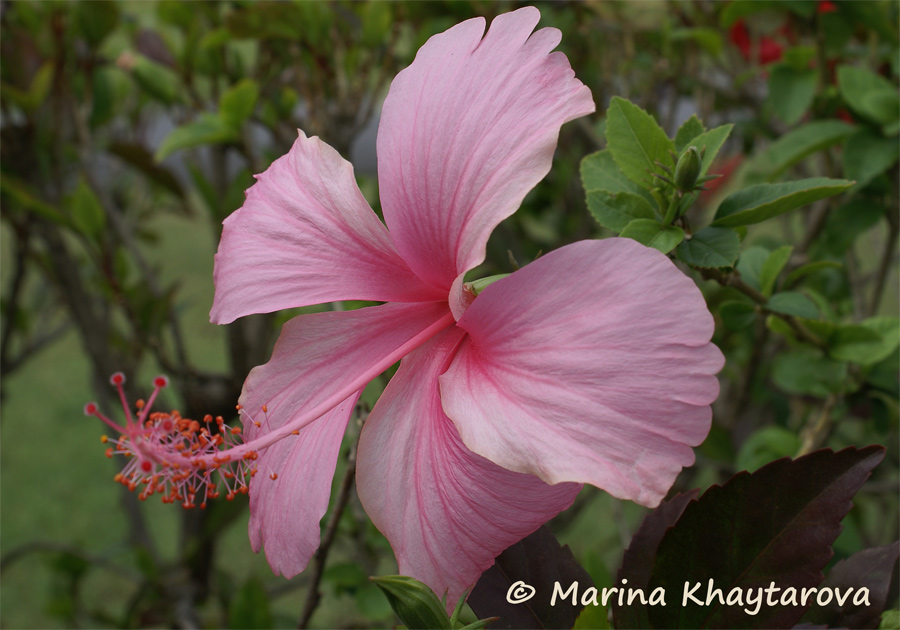 Hibiscus × archeri 'Fantasia' ('Pink Dainty')