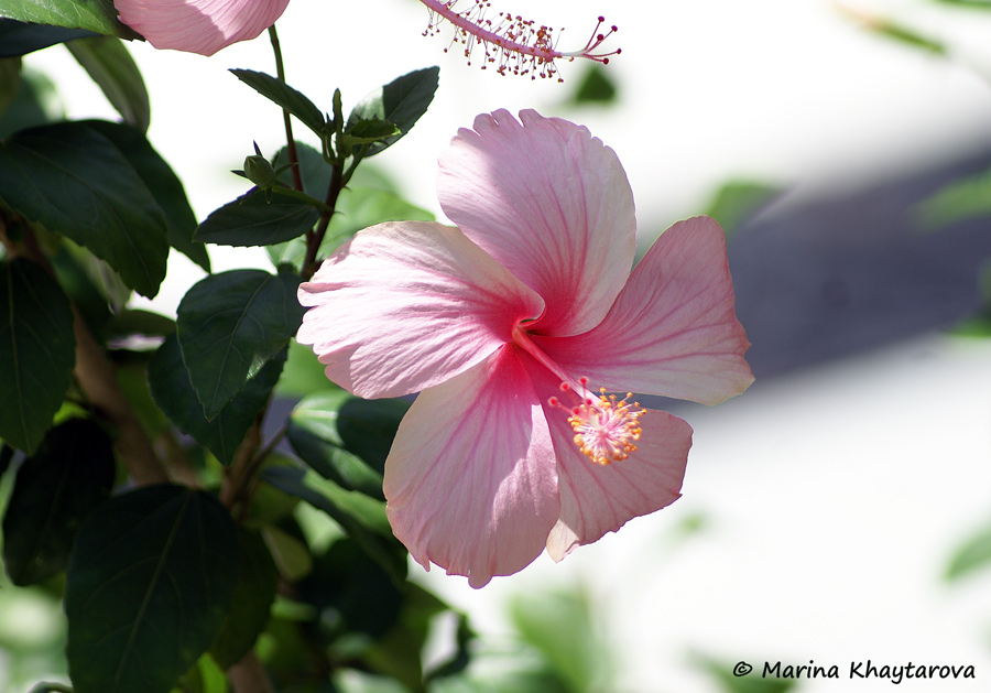 Hibiscus × archeri 'Fantasia' ('Pink Dainty')