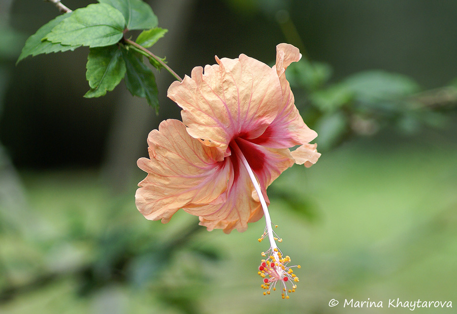 Hibiscus × archeri 'Madeline Champion'