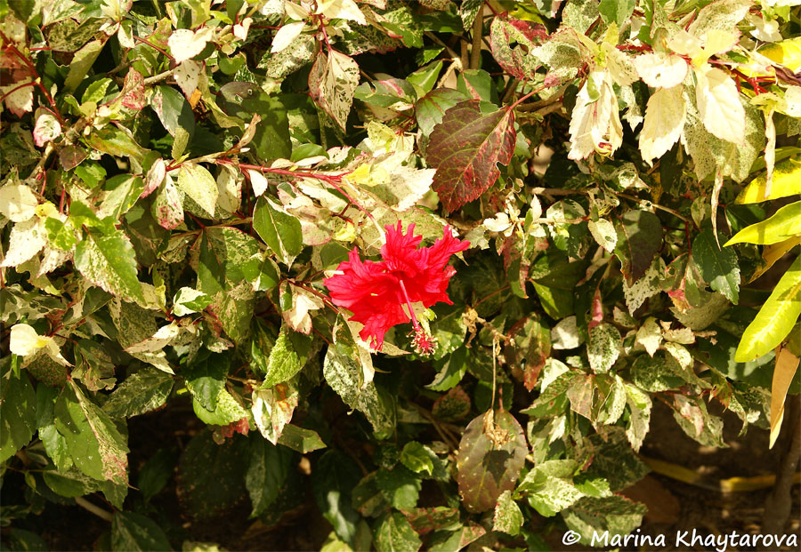 Hibiscus × archeri var. variegata