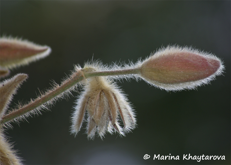 Hibiscus macrophyllus