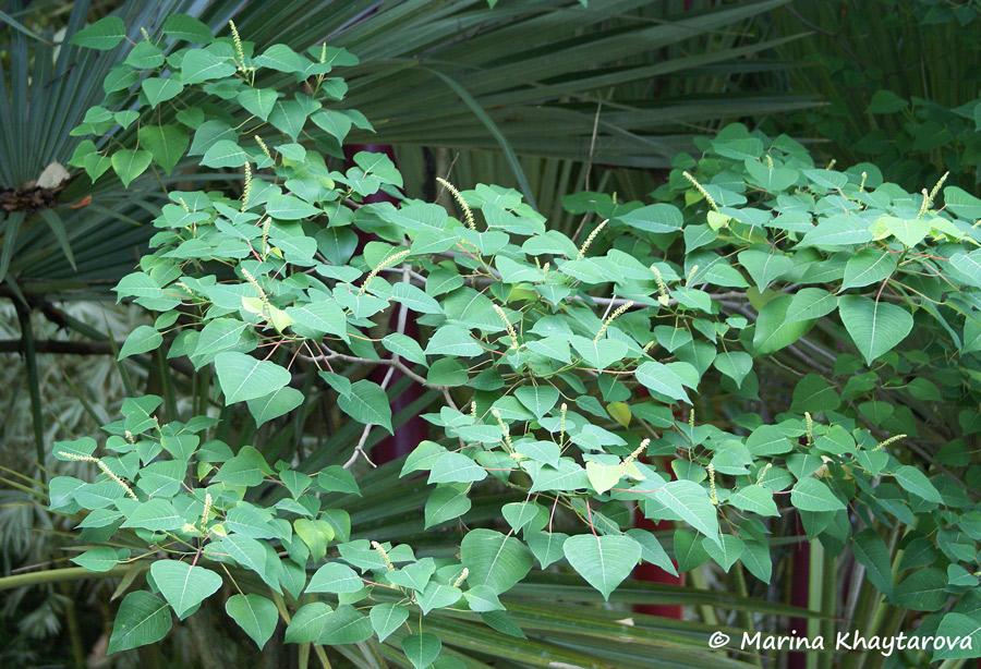 Homalanthus populneus