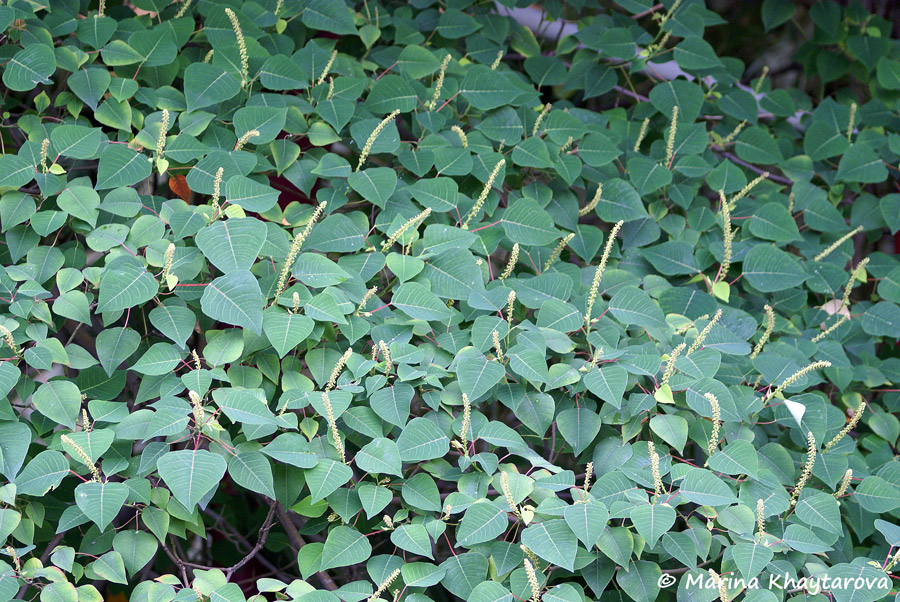 Homalanthus populneus