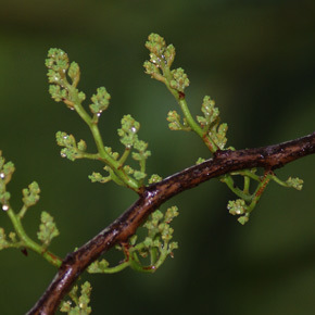 Horsfieldia crassifolia