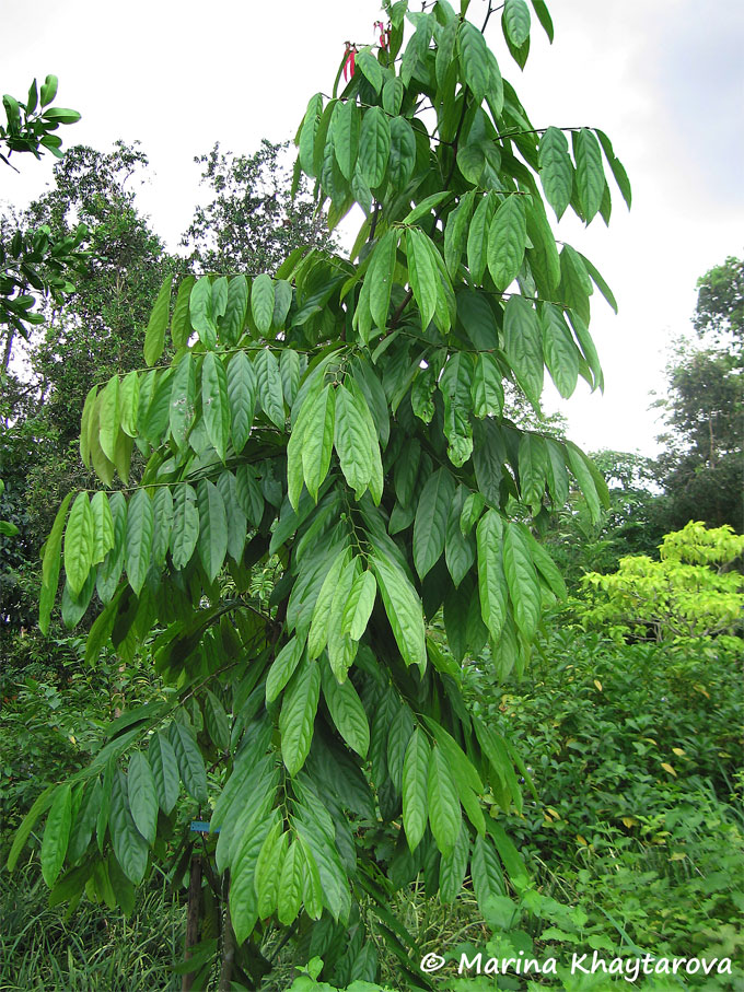 Hydnocarpus castanea