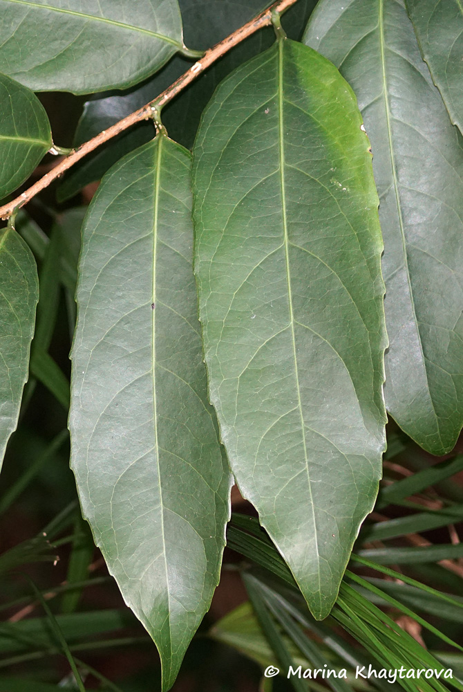 Hydnocarpus ilicifolia