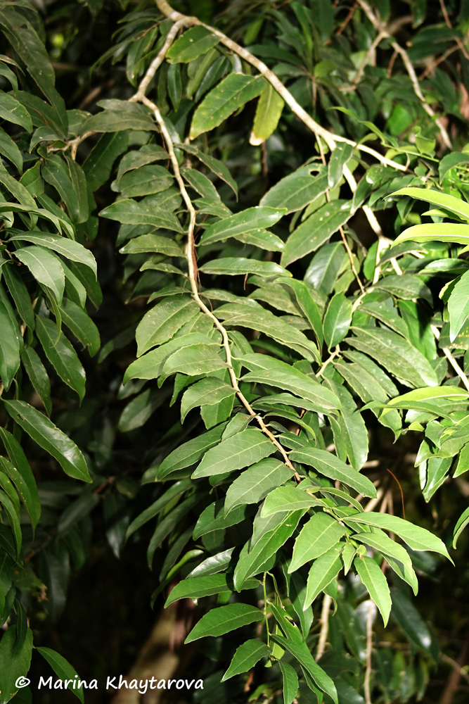 Hydnocarpus ilicifolia