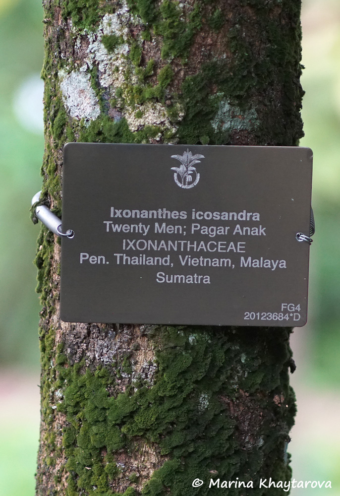 Ixonanthes icosandra