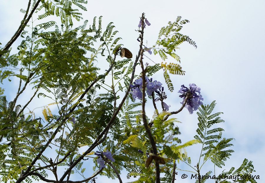Jacaranda obtusifolia