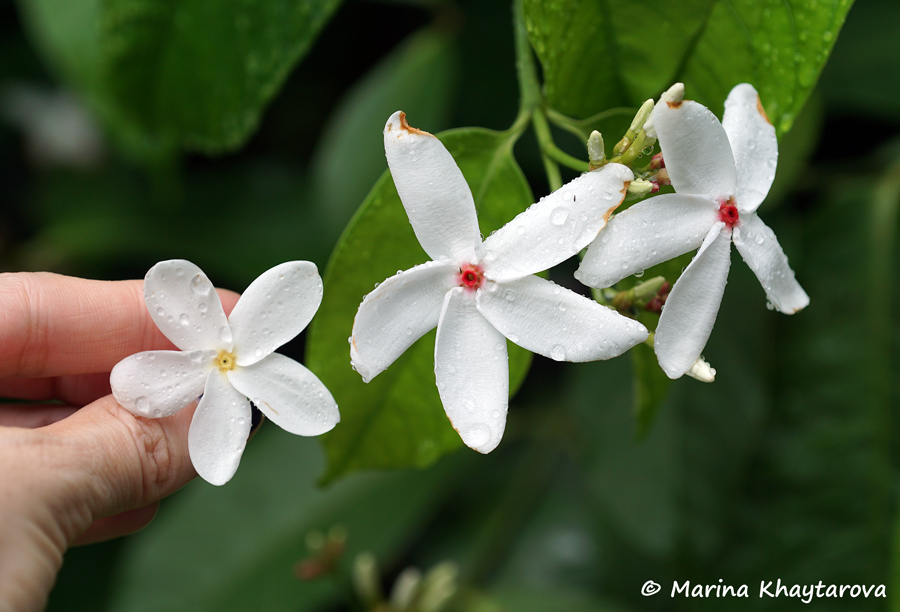 Kopsia pauciflora vs Kopsia singapurensis