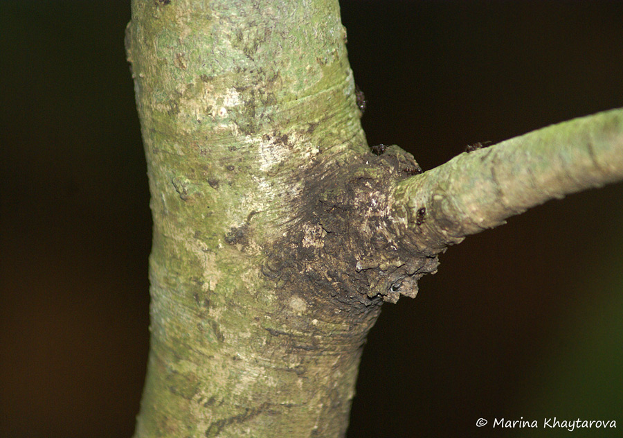 Kopsia pauciflora