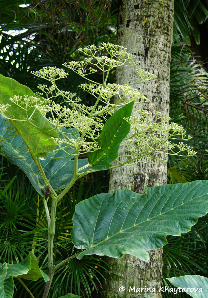 Leea macrophylla