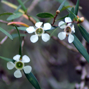 Leptospermum javanicum